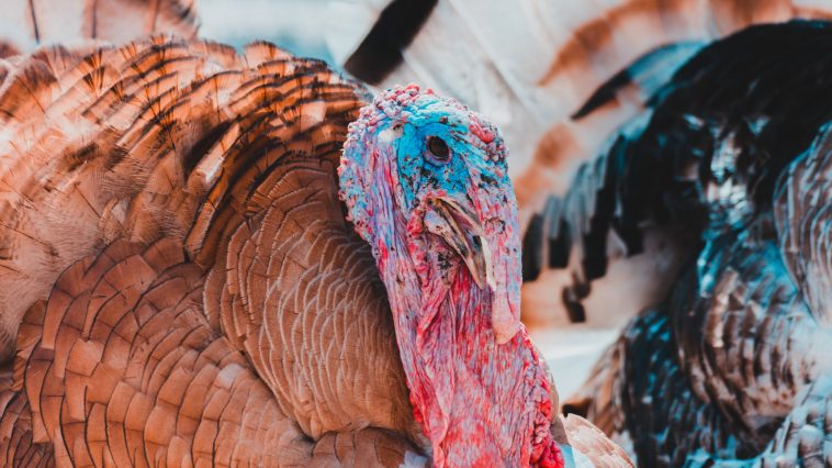 Photo by Jorge Zapata on Unsplash