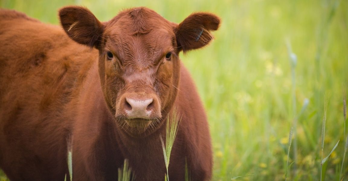 A Beginner's Guide to Raising Beef Cattle