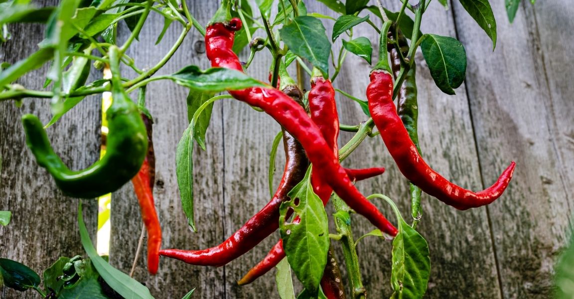 Unique Ways To Use Garden-Fresh Hot Peppers
