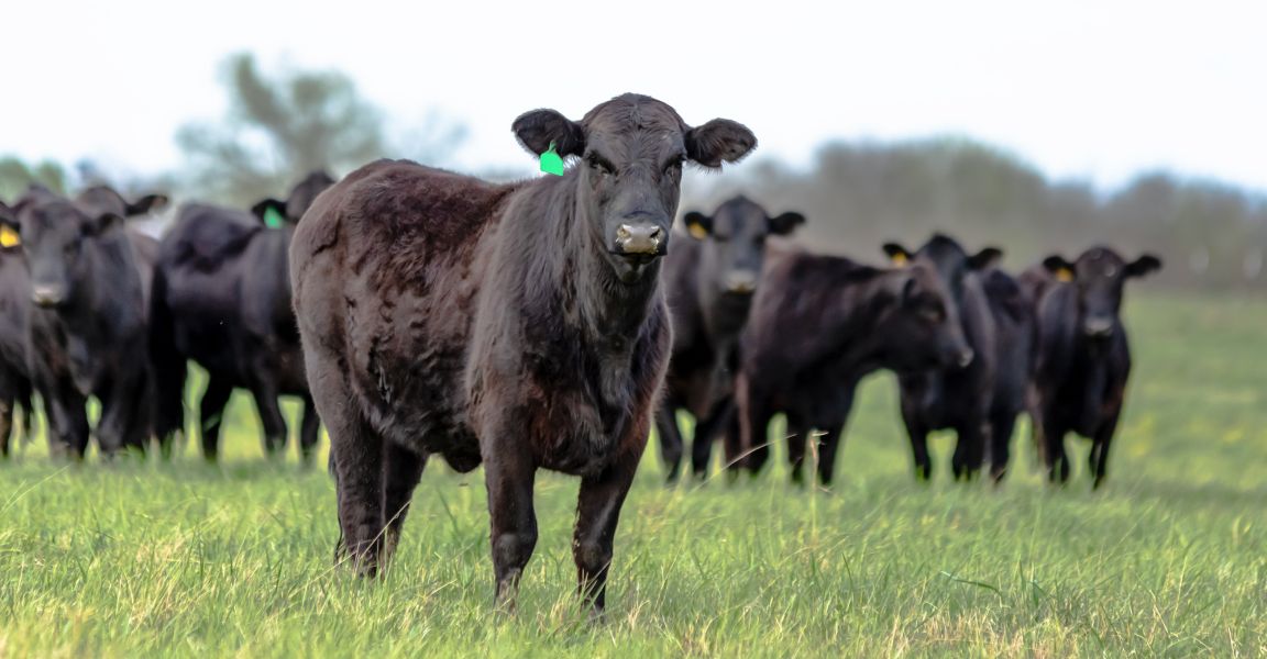 What Is So Extraordinary About Grass-Fed Beef?
